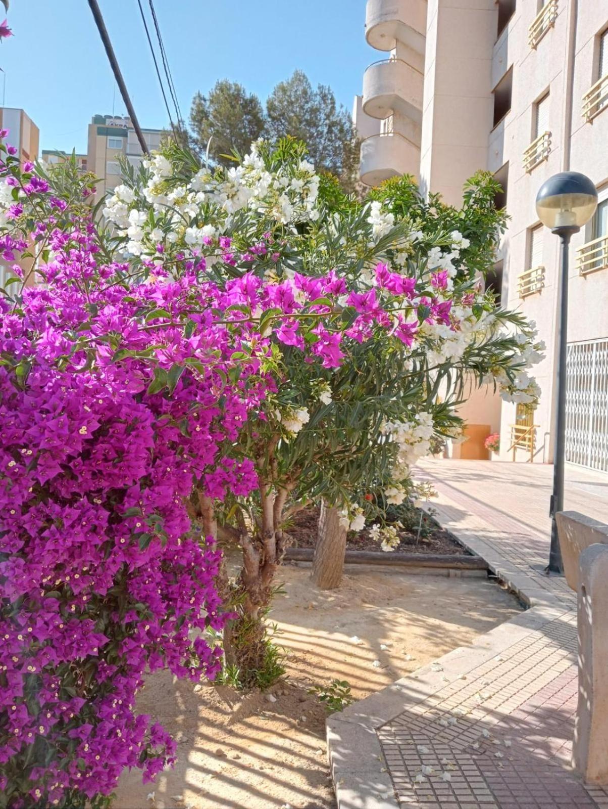 Appartement Balcon Del Mar à Alicante Extérieur photo